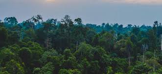 IMG-20250924-WA0113 Brésil - RDC: Un Partenariat Stratégique est scellé pour la COP30 et la lutte contre le changement climatique.