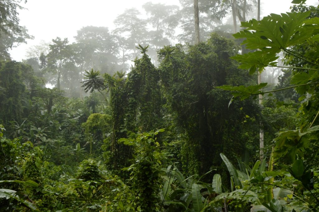 IMG-20251108-WA0143-1024x681 RDC: Pays-Solution et hub énergétique pour l'Afrique. Marie Nyange exhorte à l'investissement pour une transition équitable.