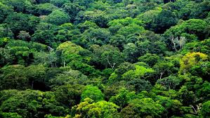 IMG-20251111-WA0226 COP 30: Marie Nyange exerce une diplomatie scientifique pour renforcer le rôle des forêts congolaises à l'échelle mondiale de l'environnement.