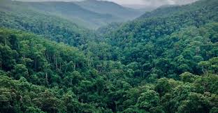 IMG-20251111-WA0229 COP 30: Marie Nyange exerce une diplomatie scientifique pour renforcer le rôle des forêts congolaises à l'échelle mondiale de l'environnement.