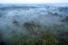 IMG-20251111-WA0230 COP 30: Marie Nyange exerce une diplomatie scientifique pour renforcer le rôle des forêts congolaises à l'échelle mondiale de l'environnement.