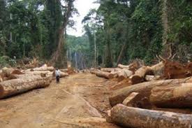 IMG-20251111-WA0234 COP30 : La RDC réclame que le droit pénal international reconnaisse les crimes de l'écocide.