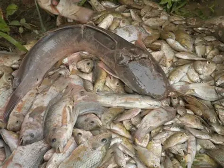 image-40 Alerte sur l’écosystème du fleuve Congo : Les ressources halieutiques sérieusement menacées par les rejets urbains.