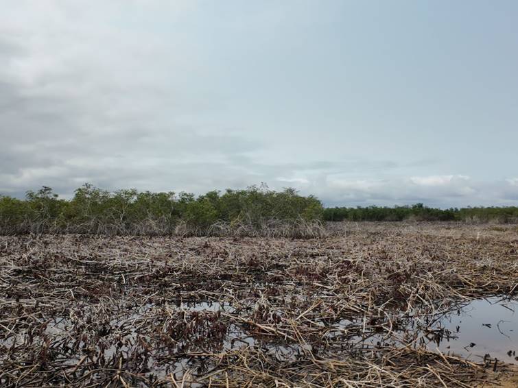 image Kongo central. Muanda : Marie Nyange Ndambo sauve le Parc Marin des Mangroves de la spoliation et de la pollution locales.